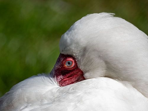 Rustende Afrikaanse lepelaar van Gert van Eck