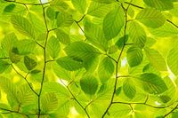 Mint green Spring leaves
