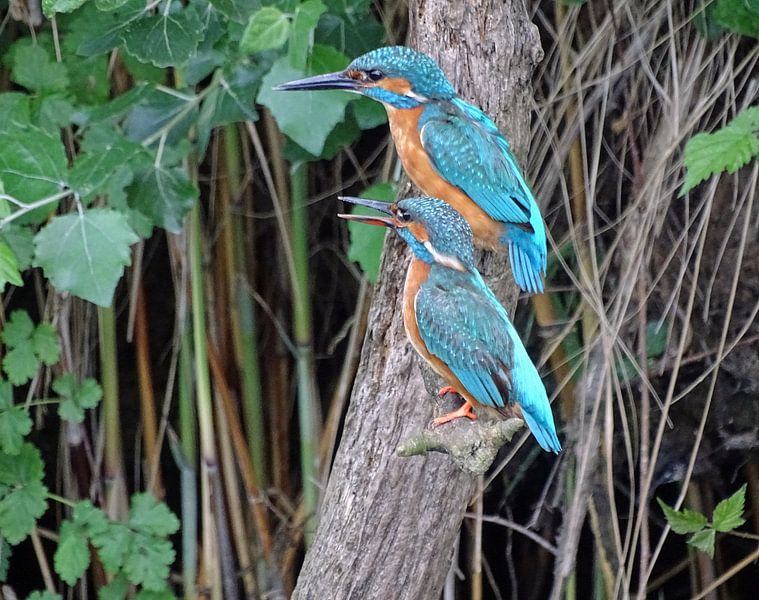 Eisvogel. von Robert Moeliker
