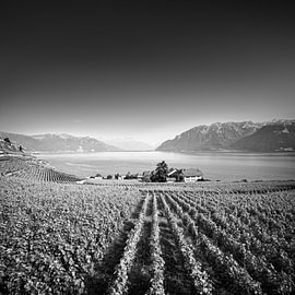 Die Landschaften des Lavaux: Der Genfer See und die Alpen in Schwarz-Weiß von Gayane Nakada