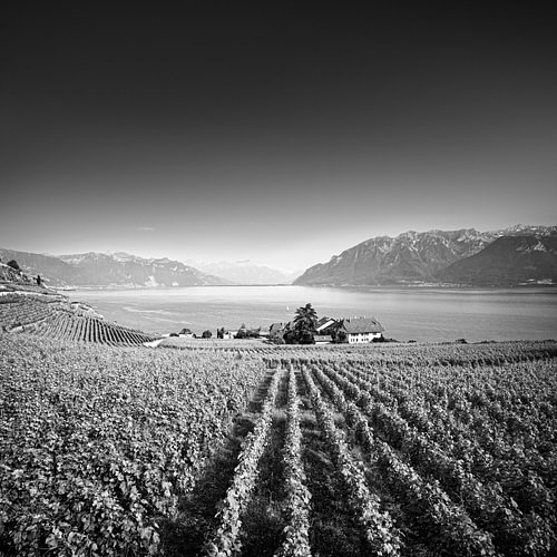 Lines of Lavaux: Geneva Lake and Alps in Black and White