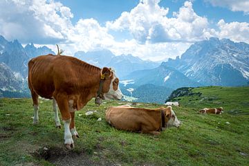 Koeien in Zuid-Tirol van H&J Fotografie