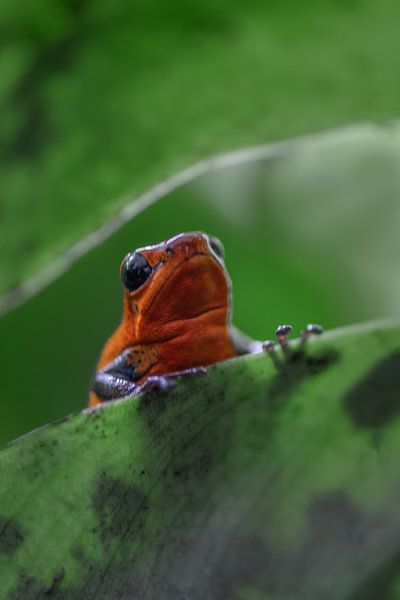 Little strawberry frog van Desirée Couwenberg