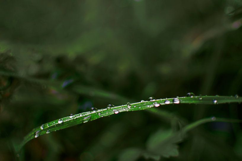 Drops on Grass Leaf | Serene Nature Photography for Restful Interiors - Green Wall Decoration by Elianne van Turennout