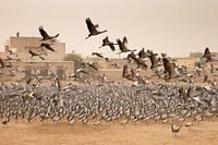 Duizenden Jufferkraanvogels in India