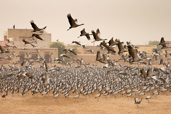 Duizenden Jufferkraanvogels in India