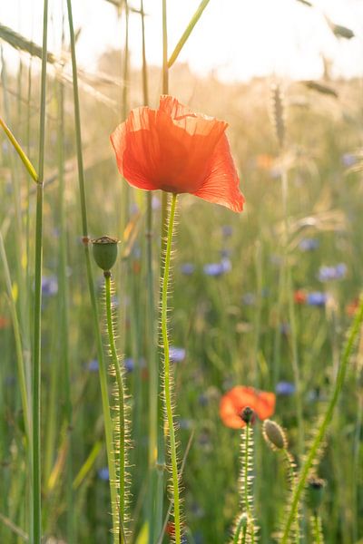 Klaprozen en korenbloemen in het graanveld van Fred Schuch