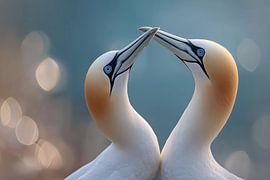 Northern gannet (Morus bassanus) by Christian Müringer