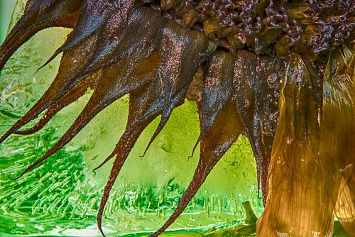 Sonnenblume von Hans Lubout