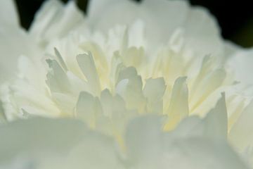 Drawn By Nature, Paeonia - Pioenroos wit #007
