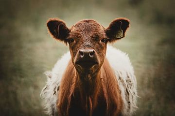 Jeune vache curieuse nourrie au drap sur KB Design & Photography (Karen Brouwer)