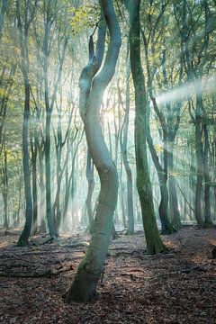 Zonnestralen in het bos van Original Mostert Photography