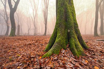 Misty Beech tree forest during a foggy winter day