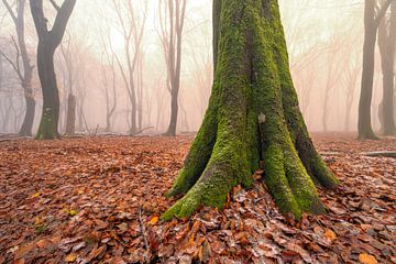 Nebliger Buchenwald an einem nebligen Wintertag von Sjoerd van der Wal Fotografie