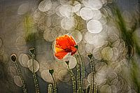 Art du Coquelicot