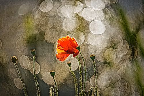 Art du Coquelicot