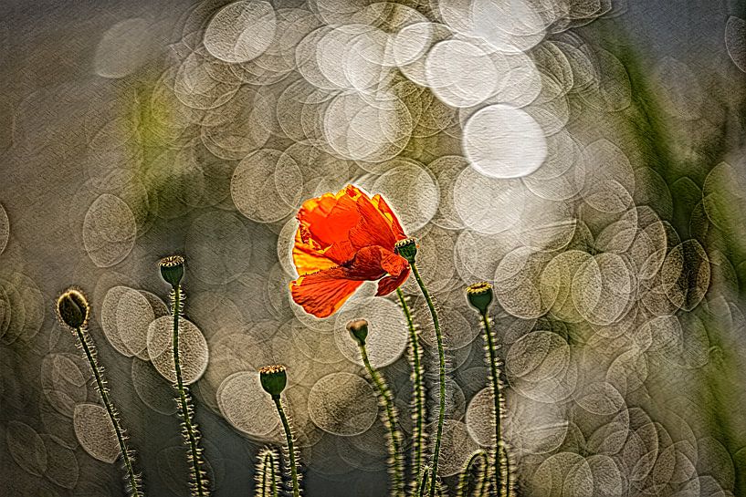 Poppy Art by Jeannette Fotografie