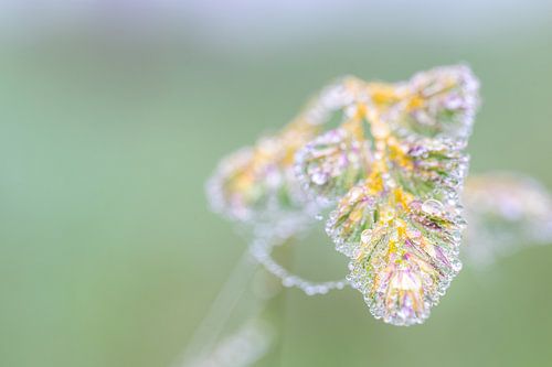 Colors of nature