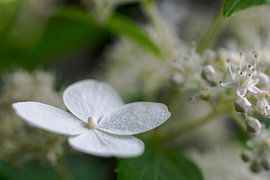 Flower by Purdelicious Photo Made