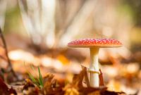 Agaric moucheté