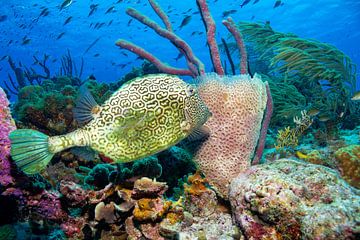 honeycomb cowfish by Roel Jungslager