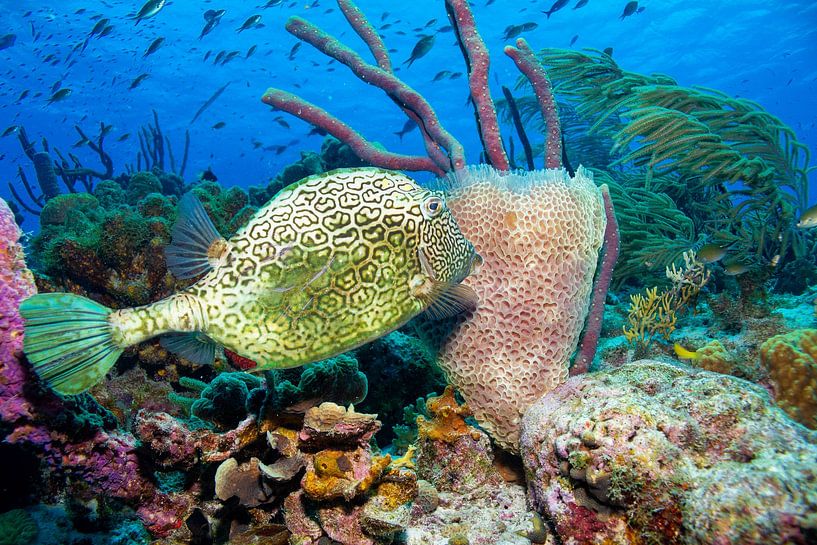 honeycomb cowfish by Roel Jungslager