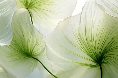 Bloemendans Botanica