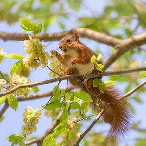 Eekhoorn die iepenboomzaden eet van Katho Menden