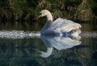 Witte Zwaan