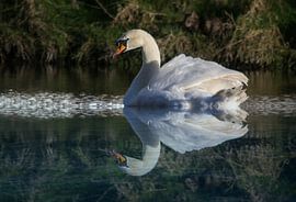 Witte Zwaan van Sidney Portier