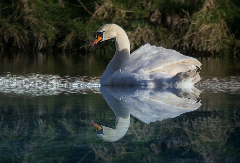 Witte Zwaan by Sidney Portier