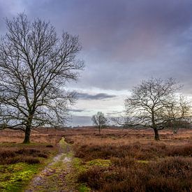 Gasterse Duinen in autumn just after sunrise by R Smallenbroek