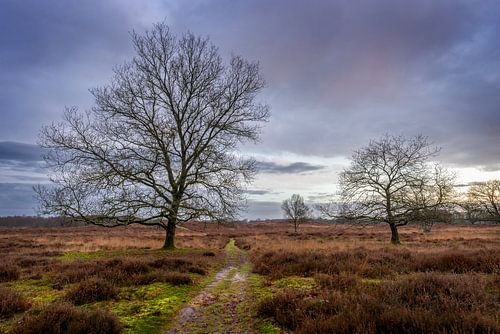 Gasterse Duinen in de herfst net na zonsopkomst