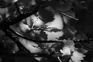 BNW ein Gesicht im Wald