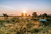 Schapen