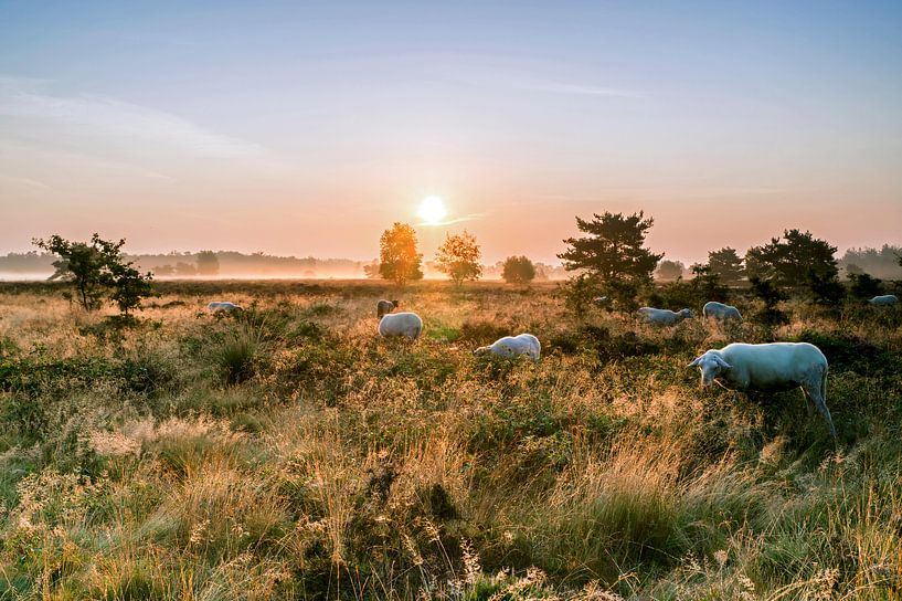 Schafe von Jan Koppelaar
