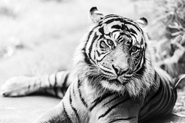 High-Key-Foto eines schönen Tigers in Schwarz-Weiß von Jolanda Aalbers