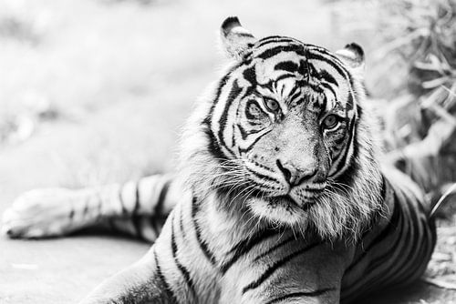 Blik van een Sumatraanse tijger -  zwartwit foto