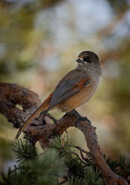 Taigagaai vogel geruisloos vliegend door de bomen van Bart Cox