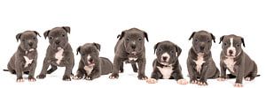 Ein Panorama eines Wurfes von sieben American Bulldog-Welpen vor weißem Hintergrund