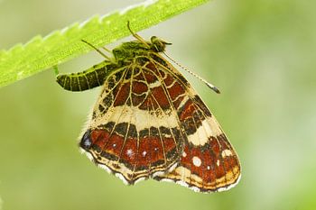 Paysage terrestre, ponte des œufs.