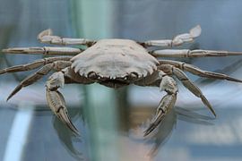 Uit de zee (werk 1) by Cor Heijnen