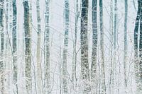 Snow in the forest
