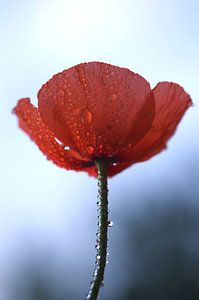 Mohnblume