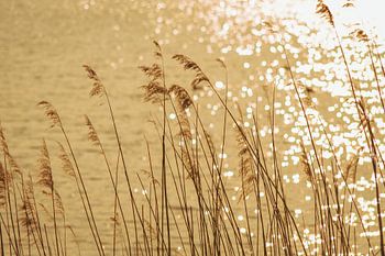 Schilf am Ufer im Sonnenlicht