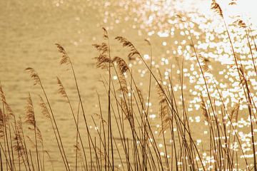 Riet langs het water in het zonlicht van Monique Van der Hul
