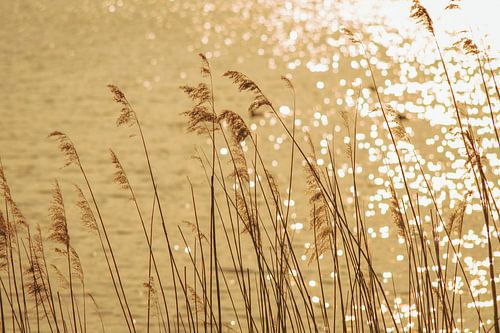 Waterfront reeds in sunlight