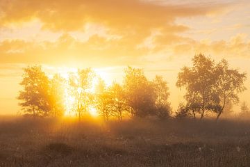 Nebliger Sonnenaufgang Duurswouderheide (Niederlande) von Marcel Kerdijk