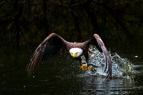 Ameracan sea eagle catching food from water surface