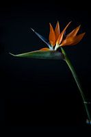 Strelitzia bird of paradise bloem